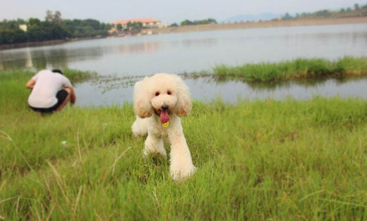 迷你貴賓犬的價格是多少