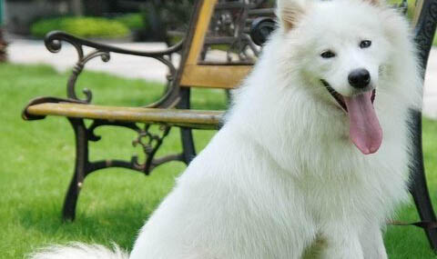 薩摩耶犬到底能活多久