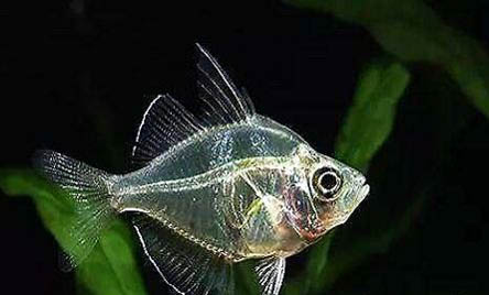 玻璃貓魚好養嗎?
