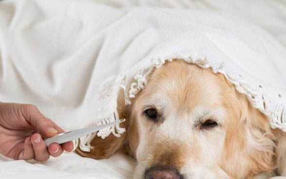 狗狗患有犬瘟的前兆