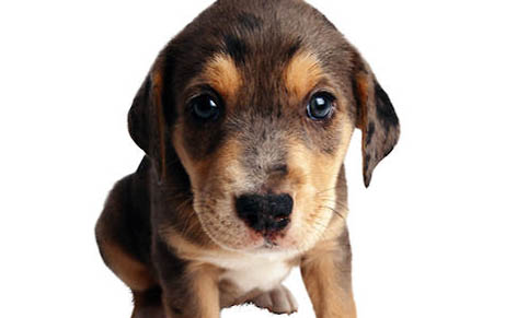 犬布氏桿菌病癥狀
