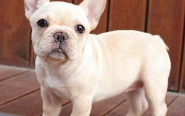 英斗犬和法斗犬區別有哪些
