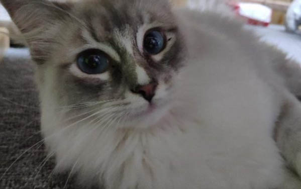 2個月小貓如何分辨公母