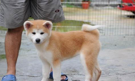 秋田犬和柴犬哪個好