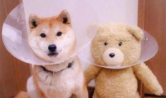 狗狗中耳炎前期癥狀有哪些癥狀