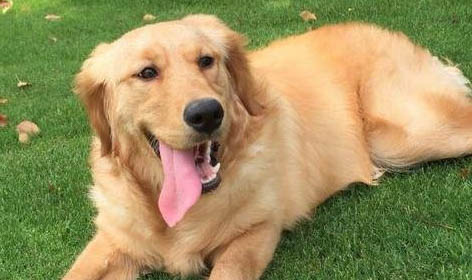 新手如何挑金毛狗犬狗糧呢