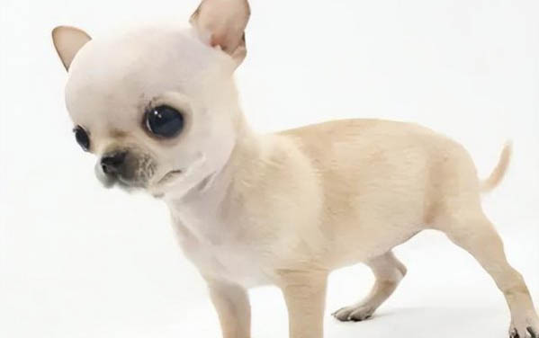狗狗結膜炎多久能好