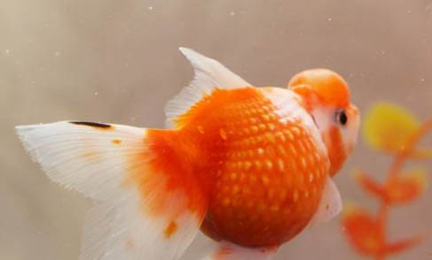 金魚一天喂幾次?
