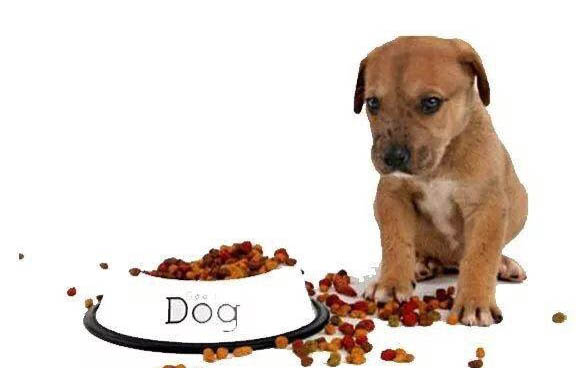 小狗便秘拉不出來該怎么辦