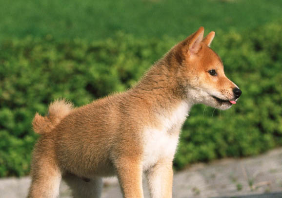 柴犬怎么養(yǎng)?