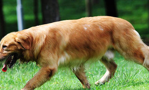怎樣訓(xùn)練金毛犬大小便?
