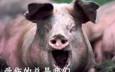 小狗得細小怎么治吃什么藥