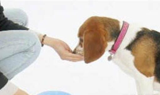 狗狗鼻頭溫?zé)嵴幔? /></div></div>
			</article>			
        </div>
		<aside class=