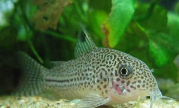 斑馬魚需要一直打氧嗎