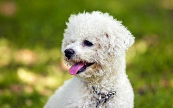 比熊犬淚痕的產生原因及處理方法