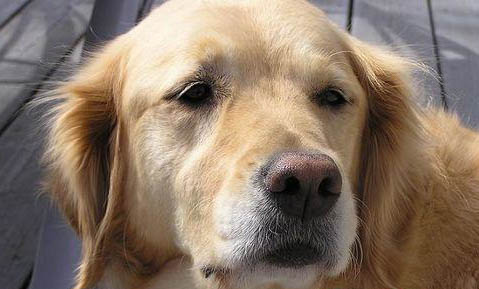 純血統金毛犬價格