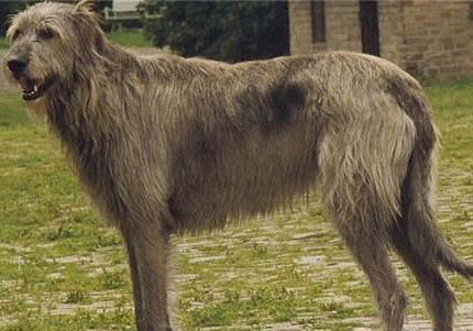 愛爾蘭獵狼犬太瘦原因