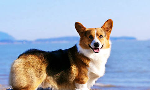 柯基犬和比熊哪個好養