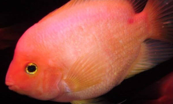 鸚鵡魚身上有黑斑圖片