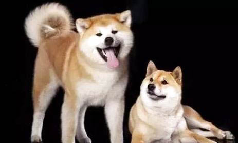 小型犬狗糧可以給大型犬吃嗎