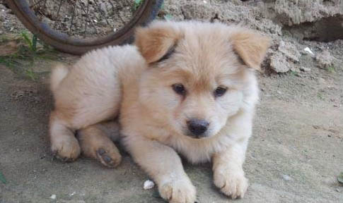 純種中華田園犬哪里有買的