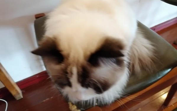 請問貓咪嘔吐的原因及處理方法?