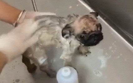 狗狗在什么季節換毛