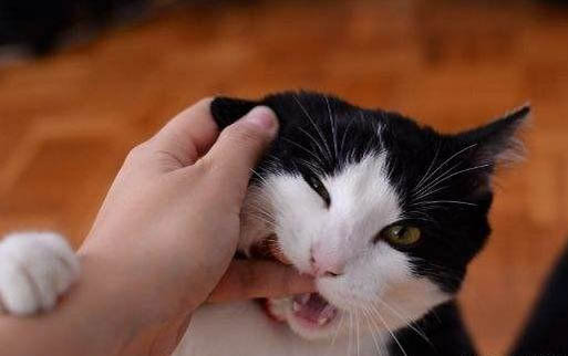 貓咪剖腹產后怎么喂奶
