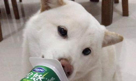 狗狗不吃東西還吐黃水怎么回事
