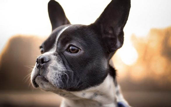 法牛犬好養嗎?