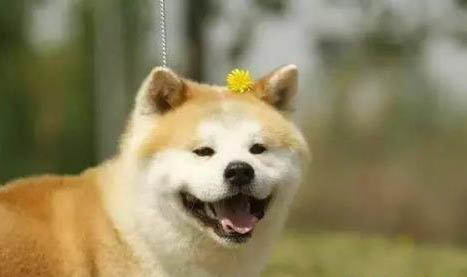 名犬養殖基地的狗狗可以買嗎