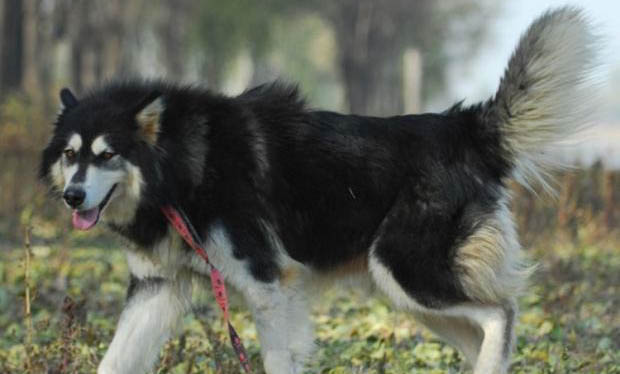 阿拉斯加犬和哈士奇哪個好養