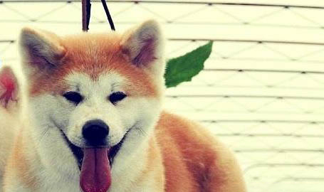 狗調節體溫的汗腺在哪里
