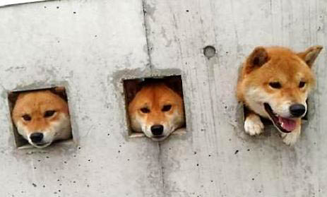 初次養柴犬注意事項