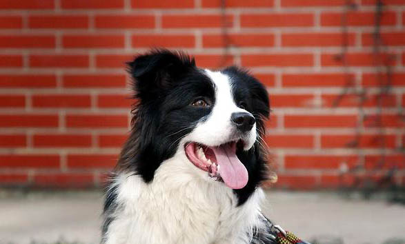 純種德國牧羊犬多少錢一只