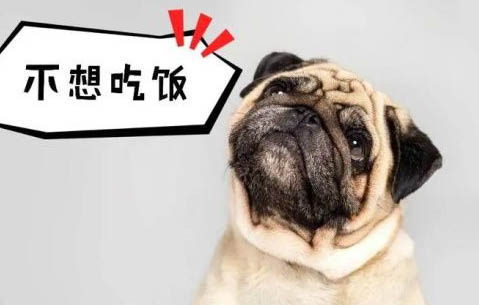 狗狗拉稀的現(xiàn)象和原因及處理方法