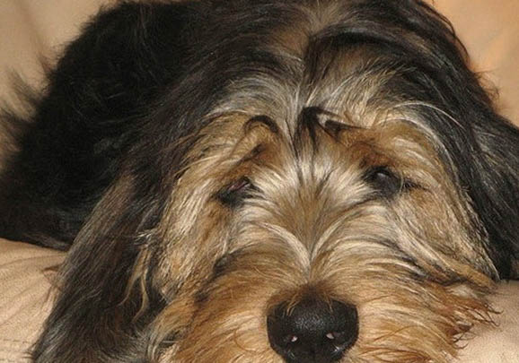 維希拉獵犬吐白色粘稠液體是什么原因