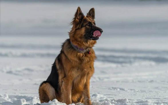 英國古代牧羊犬價格?古牧飼養注意事項有哪些?