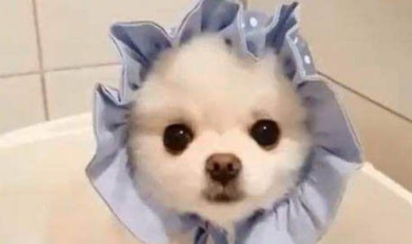 博美狗如何養