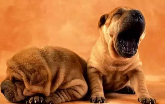巴吉度犬為什么被禁養