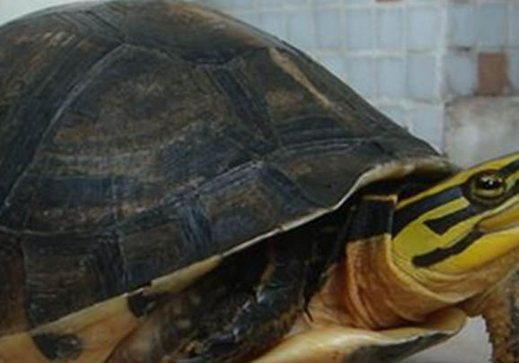黃額閉殼龜?shù)钠贩N簡介