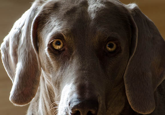 維希拉獵犬拉血便是什么原因