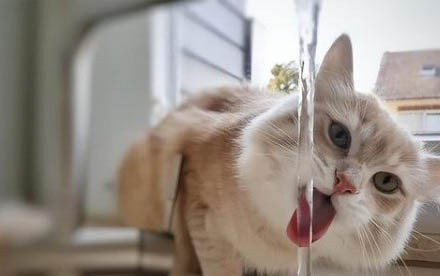 小貓懷孕癥狀