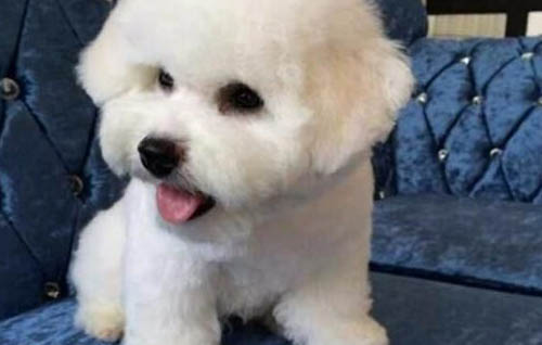 狗狗開(kāi)腹后要恢復(fù)多久