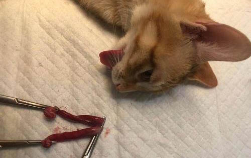 貓咪急性腎衰竭可以吃什么食物