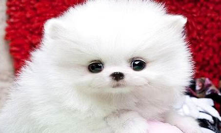 養博美犬狗第一天應該注意什么?