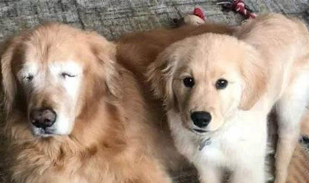 犬舍買的狗疫苗要不要重新打