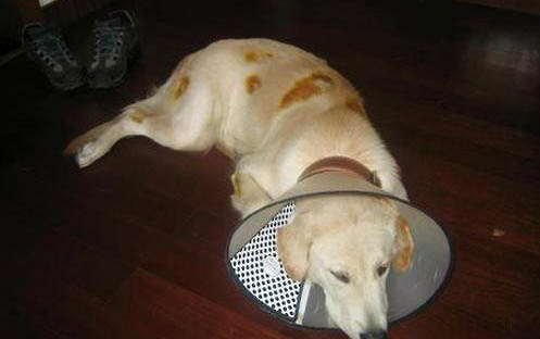 狗狗小型犬有哪些品種