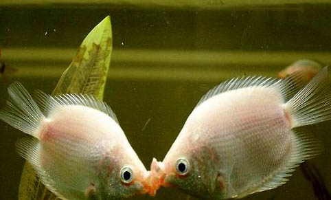 公母接吻魚能混養嗎