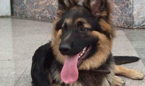 哪里有德牧犬舍